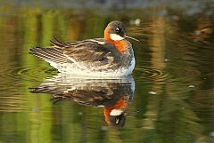 Red-necked Phalarope